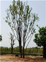 流苏古桩， 青州顺地苗木 流苏大树品种优异