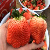 甜查理草莓苗的产量 甜查理草莓苗适合大棚种植吗 甜查理草莓苗价格一棵