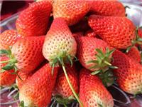 大棚草莓苗品种 三叶一芯草莓苗
