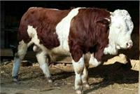 景德镇300-600斤肉牛价格一斤