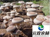 香菇加工|合肥元政农林|香菇出口商