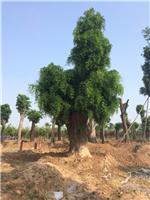 大皂角树_供应山东有品质的大型皂角树
