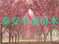 高杆樱花树/高杆西府海棠树/行道树绿化高杆樱花价格