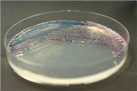 科玛嘉弧菌显色培养基