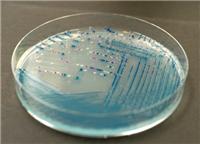 法国科玛嘉改良大肠杆菌O157显色培养基