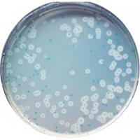 李斯特菌显色培养基