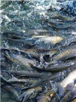 南平营养丰富鲢鱼草鱼养殖批发供应鲢鱼淡水鱼**供应商
