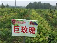 萧县老百姓家庭农场供应优质巨玫瑰葡萄苗