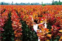 红霞杨，较佳彩叶园林景观植物
