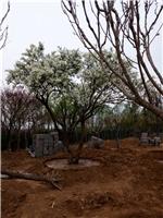 丁香树找青州顺地苗木，白丁香种植