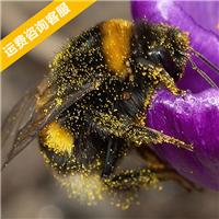 Biobest熊蜂丨熊蜂供应商丨熊蜂零售价丨北京嘉禾源硕