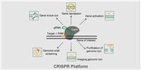 泓迅科技：CRISPR基因编辑平台