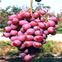 陕西优质红提葡萄种植基地红提葡萄批发价格虎太葡萄产地价格