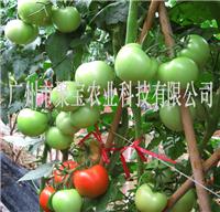 亩产2万市斤以上的高档耐热成员石头番茄种子-5克/包-1500粒