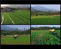 生态农业开发，食用菌种植