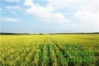 东北优质大米厂家-金色禾田米业-东北优质大米