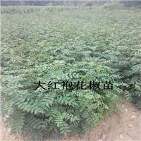 贵州卖1米高花椒苗，花椒苗各种规格价格