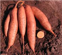 17年红薯苗价格优惠市场需求量大