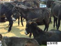 明泰牧业德州驴的养殖技术