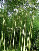 安徽雷竹供应,安徽雷竹种植基地,芜湖裕丰生态农业