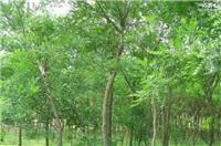 供兰州树种和甘肃杜松苗