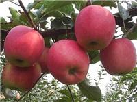 矮化红富士苹果苗安全过冬的方法
