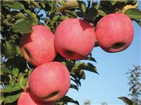 矮化红富士苹果苗栽培技术的要点