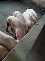 重庆乡士堡土猪养殖技术--| 重庆綦江区土猪养殖场
