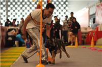 2017年*六届上海国际宠博会 原上海犬博会 