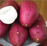 西安红薯供应 秦薯4号紫红   皮品质优良