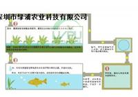 深圳绿浦 鱼、菜共生系统设施