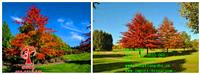 北美红栎价格,北美红栎图片,北美红栎报价