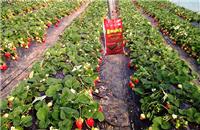 草莓高产用什么肥料