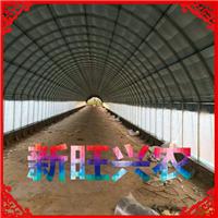 新旺兴农注塑钢管保温大棚1201种植大棚