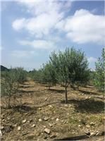 大量供应优质油橄榄种苗 油橄榄大树