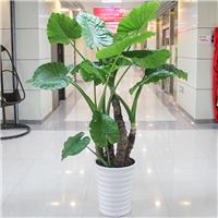 武汉大型绿植销售租赁奇妙的滴水观音盆栽免费送货