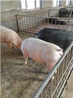 生猪 种猪出售 养殖学习