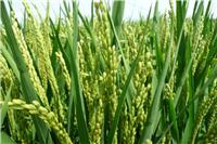 98水稻种苗  水稻种子 优质水稻  水稻专业合作社