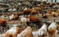 托管牛养殖基地在哪 低成本*托管养牛
