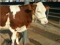 托管牛育肥养殖销售一条龙服务 有养牛场