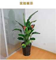 重庆植物租赁方案