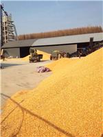 东北农产品玉米收购  玉米收购价格 趋势  厂家批发直销玉米原料