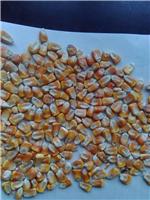 农产品玉米低价收购 厂家批发直销玉米原料 绿色营养无添加