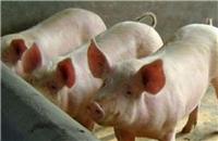 牡丹江猪饲料生产厂家 猪饲养动物营养饲料 厂家低价直销