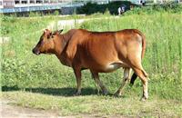 为何养牛散户利润不大风险不小 吉林天牧商贸解析