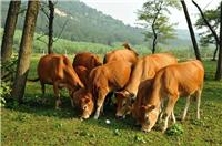 肉牛养殖场的规划建设，吉林天牧商贸来支招