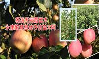 陕西矮化苹果苗，陕西乔化苹果苗|陕西苹果苗