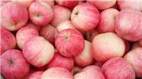扶风苹果基地-佛迪绿色果品-扶风苹果园