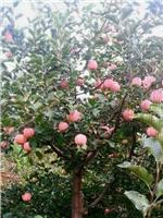 黑龙江专业果树种植大型基地 东北果树水果批发采购