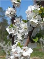 东北土地专业人员种植大樱桃 黑龙江樱桃种植技术